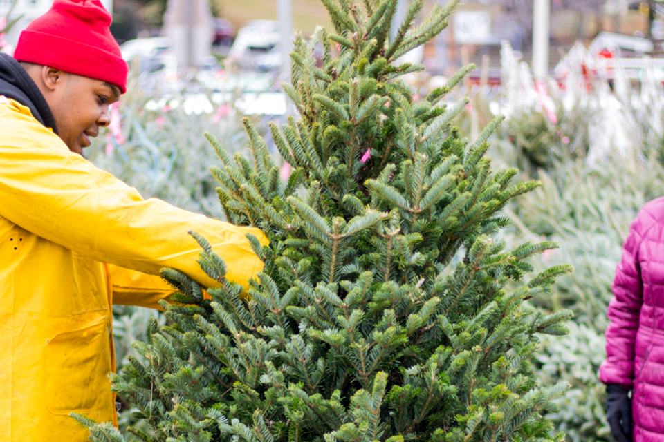 Expert Gardener Real Frasier Fir 6 Foot Live Cut Christmas Tree