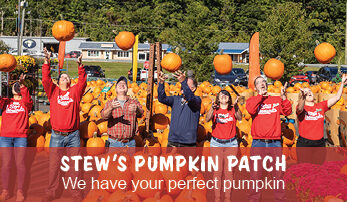 Pumpkins_347x202