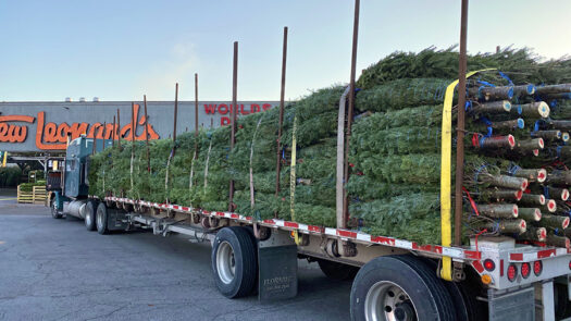 Tree_Delivery_900x600
