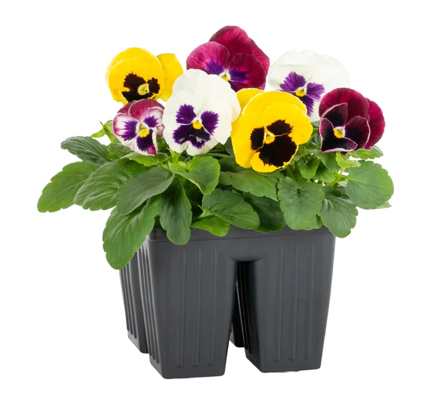 4pack_flowers