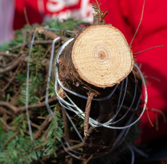 Tree_shop_2