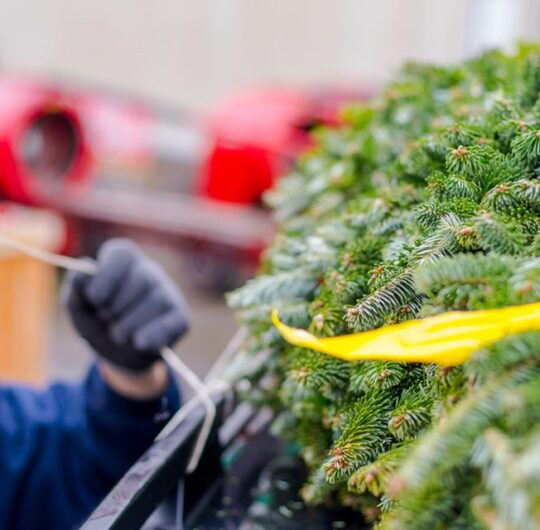 Tree_shop_3